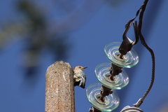 Melanerpes aurifrons