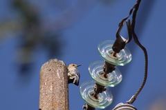 Melanerpes aurifrons