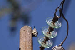 Melanerpes aurifrons