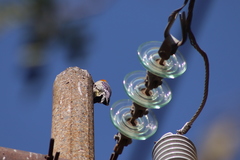 Melanerpes aurifrons