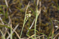 Carex panicea