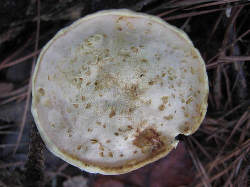 Austroboletus subflavidus image
