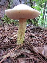 Austroboletus subflavidus image