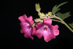 Anisodontea anomala