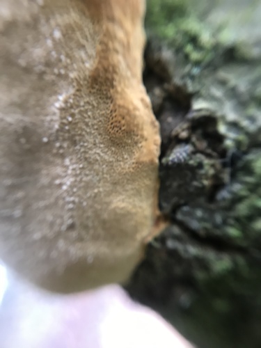 Slyvinė Kempinė nuotrauka