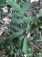Beilschmiedia erythrophloia