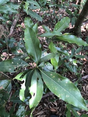 Beilschmiedia erythrophloia