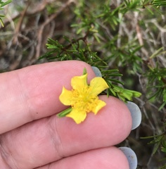 Hypericum fasciculatum