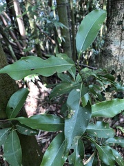 Beilschmiedia erythrophloia