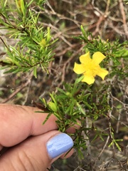 Hypericum fasciculatum