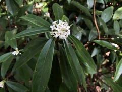 Daphne kiusiana