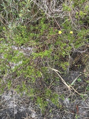 Hypericum fasciculatum