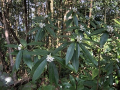 Daphne kiusiana