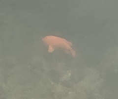 Hypsypops rubicundus