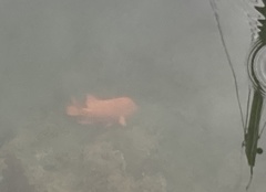 Hypsypops rubicundus