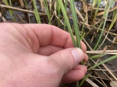 Schoenoplectus deltarum