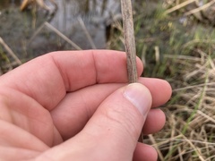 Schoenoplectus deltarum