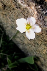 Eremogone mongholica