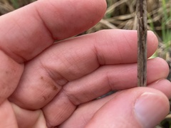 Schoenoplectus deltarum