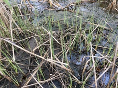 Schoenoplectus deltarum