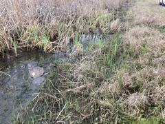 Schoenoplectus deltarum