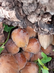 Coprinellus