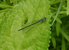 Coenagrion puella