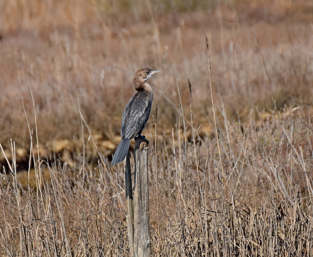 Pygmy cormorant perched on a post in dry reeds