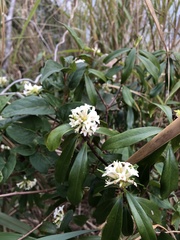 Daphne kiusiana