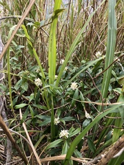 Daphne kiusiana