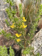 Aspalathus hirta hirta