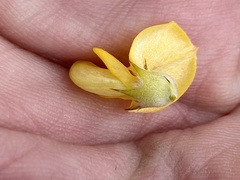 Aspalathus hirta hirta