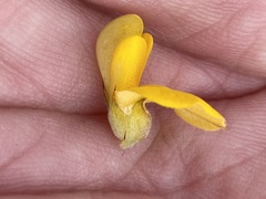 Aspalathus hirta hirta