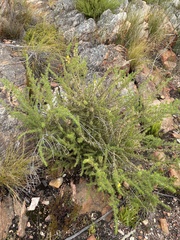 Aspalathus hirta hirta