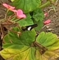 Coeliades forestan forestan