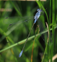 Lestes macrostigma