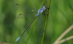 Lestes macrostigma