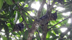 Hypsignathus monstrosus