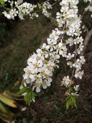 Prunus salicina