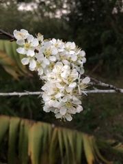 Prunus salicina