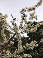 Prunus salicina