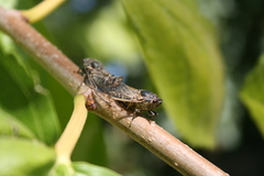Cicadatra atra