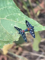 Amata tomasina