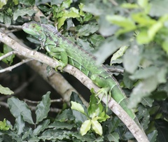 Iguana iguana