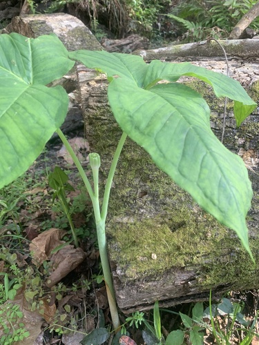 Arisaema triphyllum image