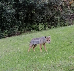 Lupulella adusta adusta