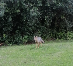 Lupulella adusta adusta
