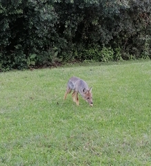 Lupulella adusta adusta