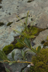 Carex norvegica