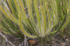 Protea denticulata